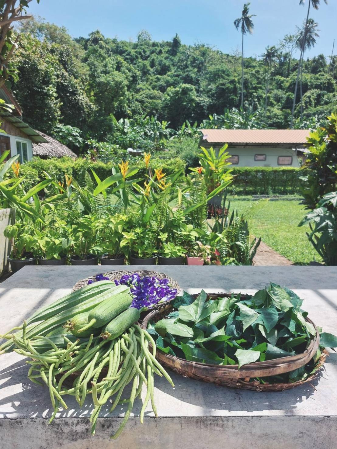 Samui Camping Farm Laem Sor Zewnętrze zdjęcie